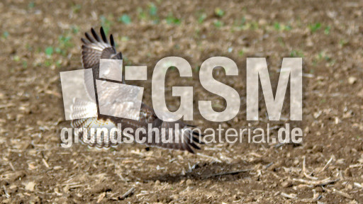 Mäusebussard_ (6).jpg